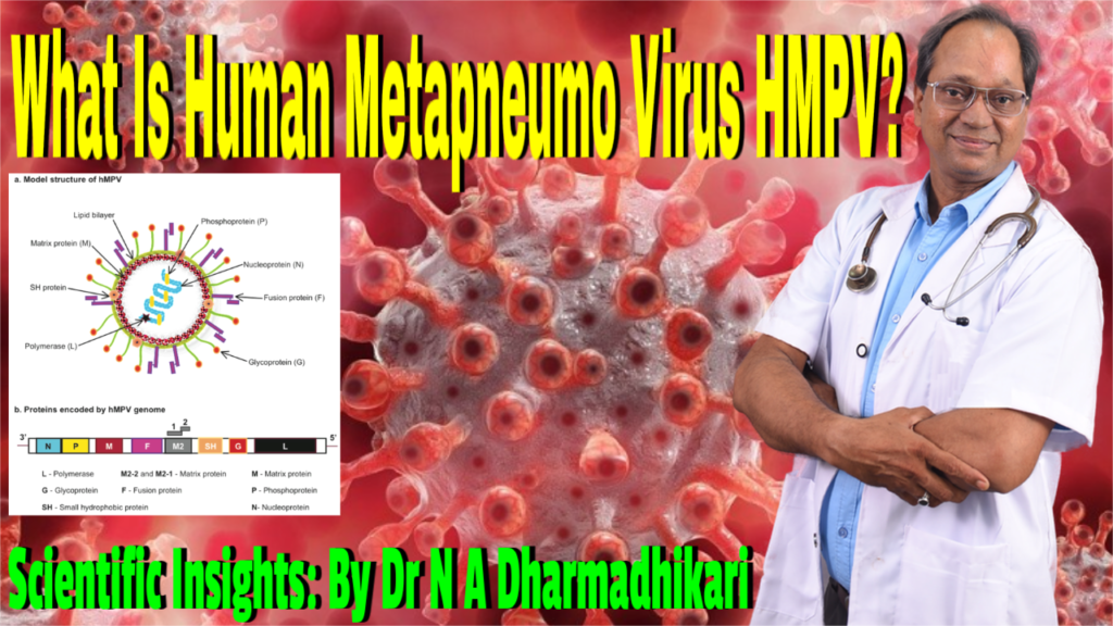 0079 drnadharmadhikari doctor डॉक्टर clinic दवाखाना medical hospital md nagpur google search HMPV Human Metapneumovirus (HMPV) virus structure and genome chart with Dr. N. A. Dharmadhikari for scientific health awareness.