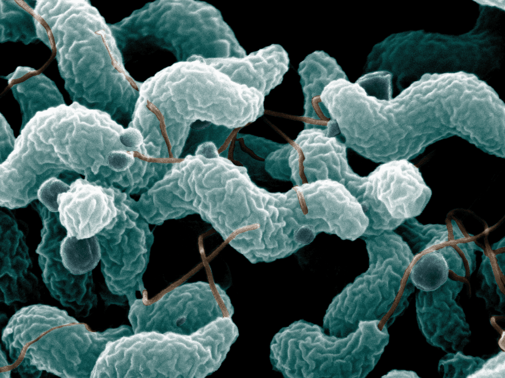 Microscopic illustration of Campylobacter jejuni bacteria