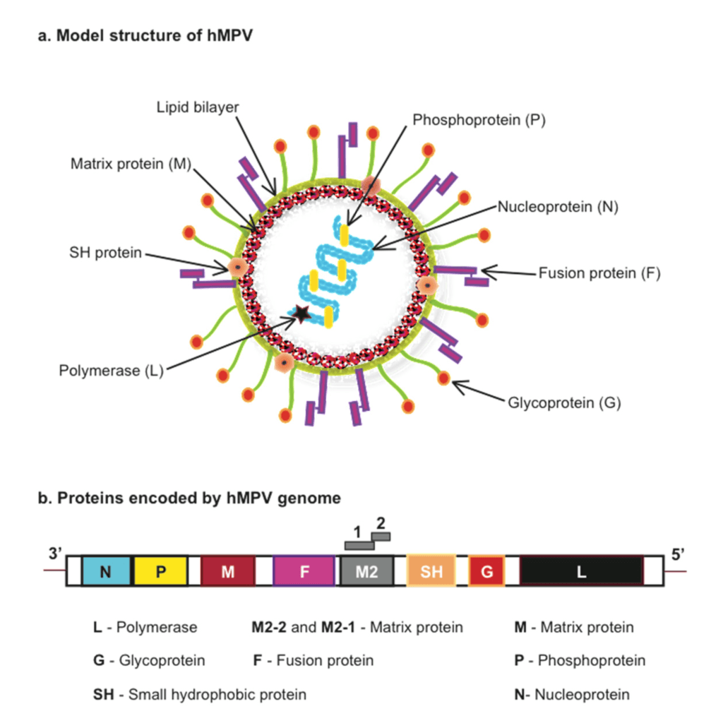 Human metapneumovirus (HMPV) model structure and proteins encoded by its viral genome